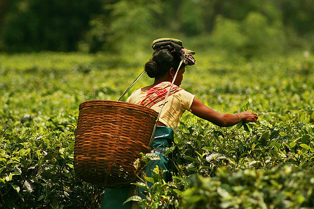 Assam Tea Trails | The India A tea worker harvests leaves in a lush green Assam plantation, showcasing India's rich agricultural heritage.