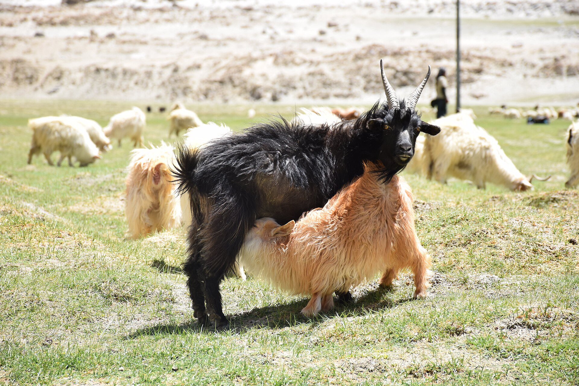 Pashmina Goat | The India Two goats graze in a pasture, showcasing the source of luxurious pashmina wool for Indian textiles.